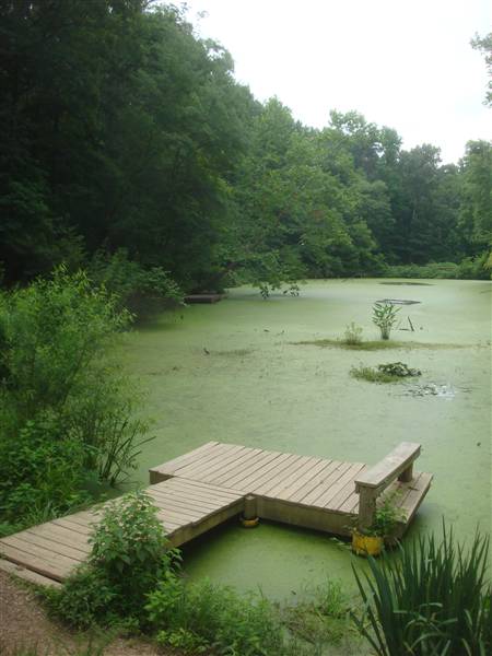 Hidden Pond in Springfield VA photo by Erol Sevin